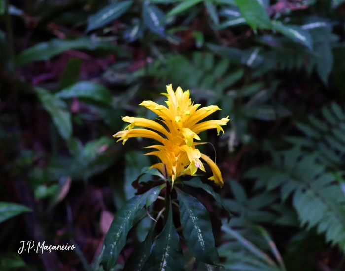 Aphelandra chamissoniana