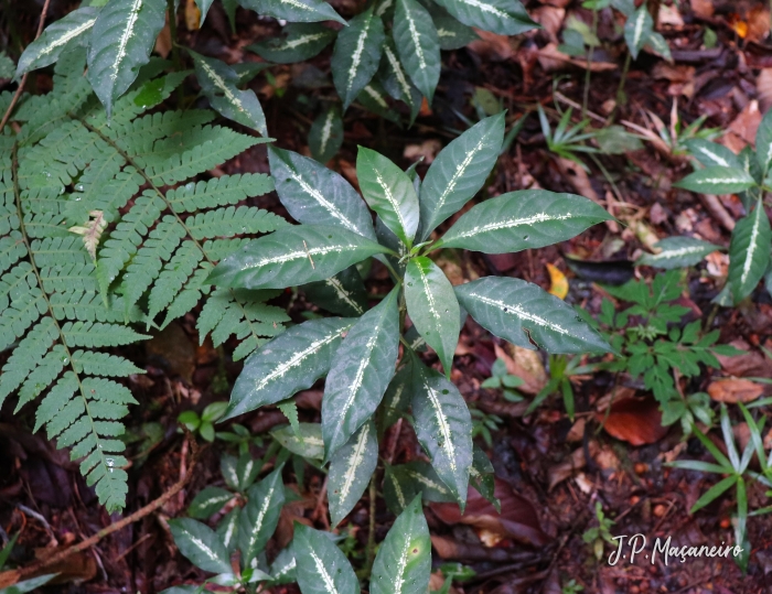 Aphelandra chamissoniana