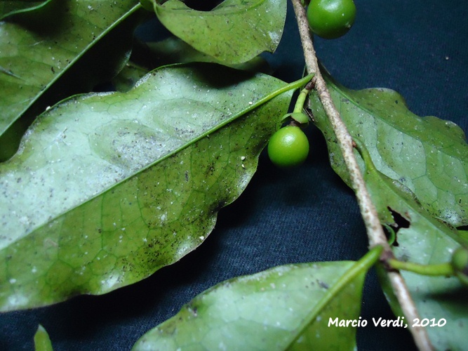 Cinnamodendron dinisii