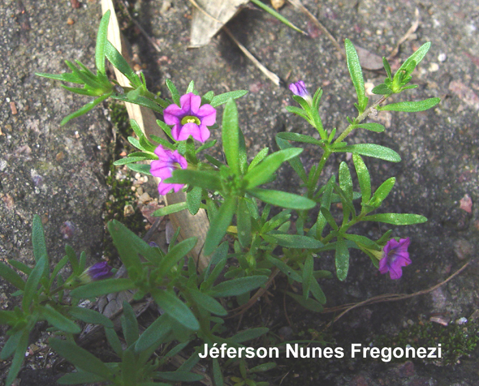 Calibrachoa parviflora