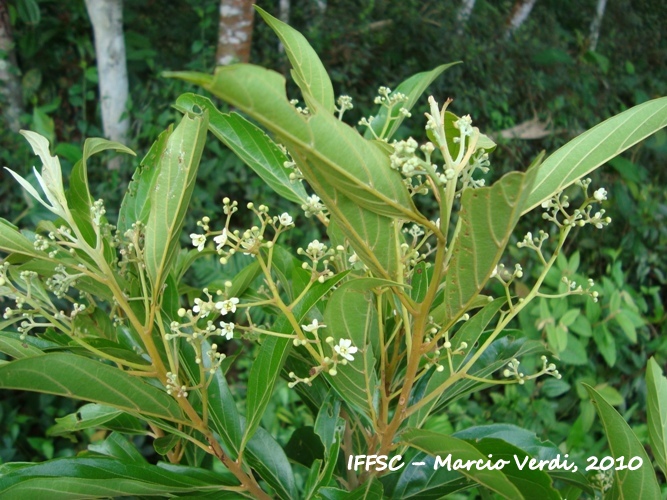 Nectandra puberula