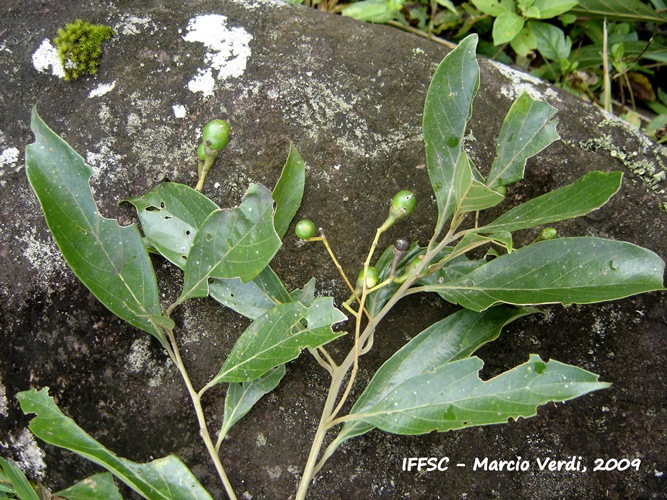 Nectandra puberula