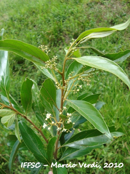 Nectandra puberula