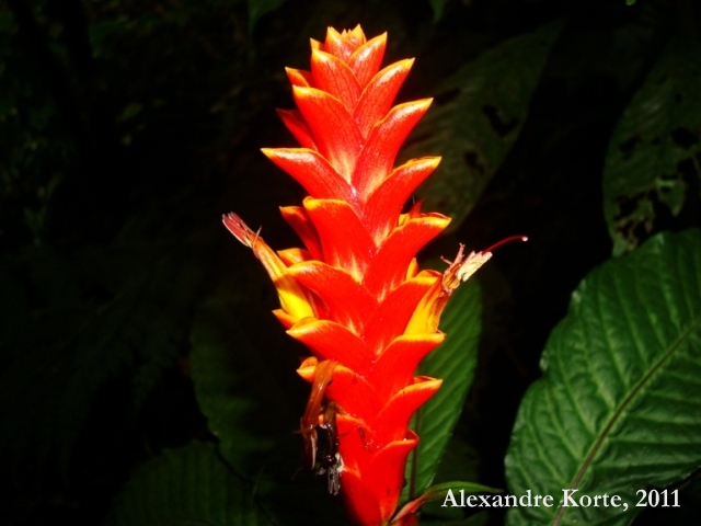 Aphelandra liboniana