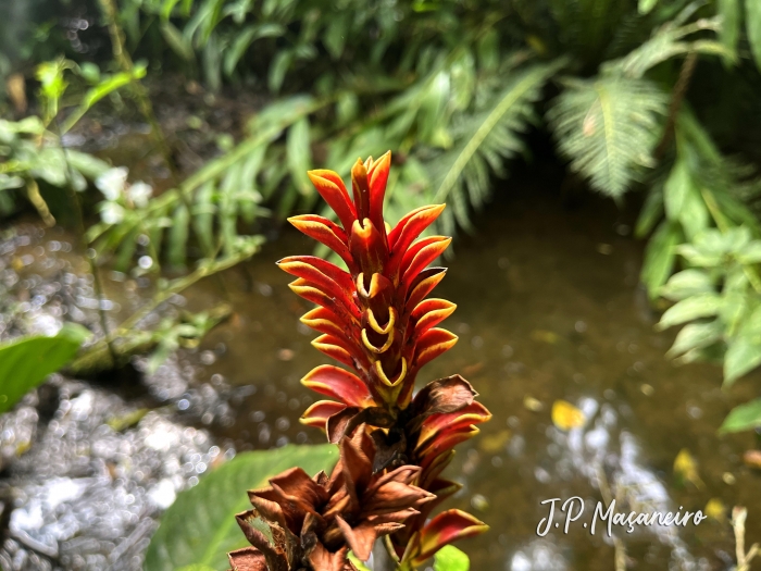 Aphelandra liboniana
