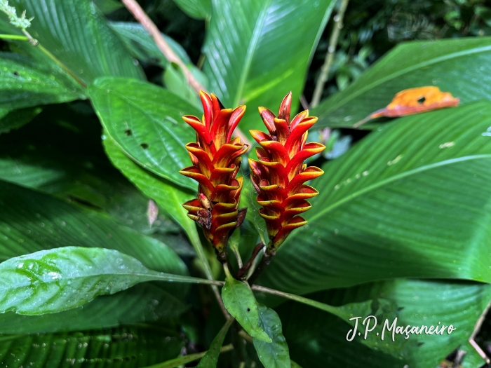 Aphelandra liboniana