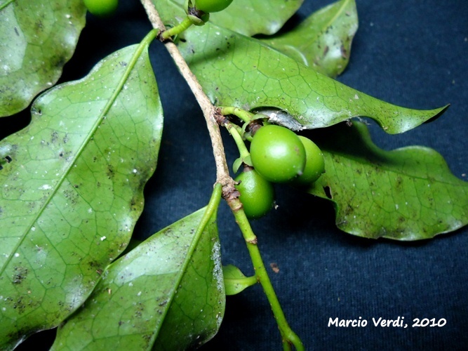 Cinnamodendron dinisii