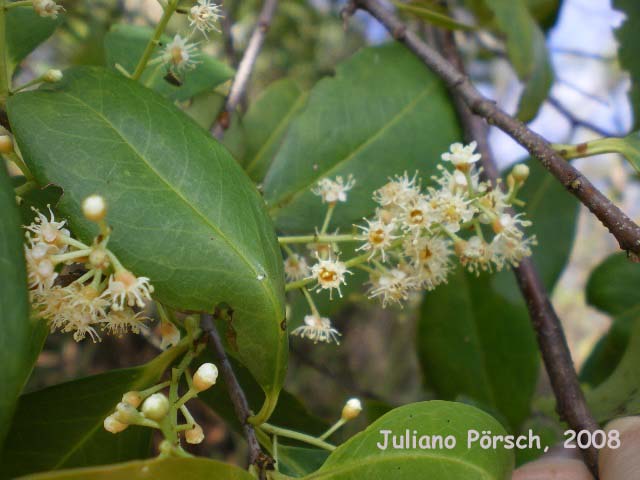 Prunus myrtifolia