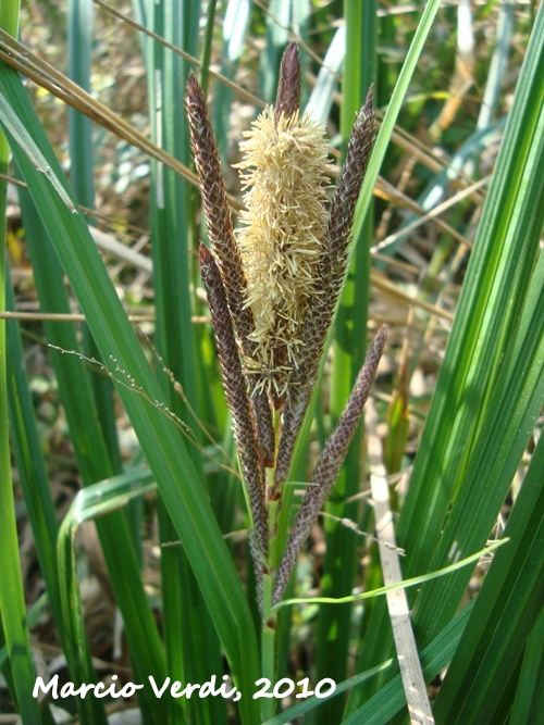 Carex brasiliensis
