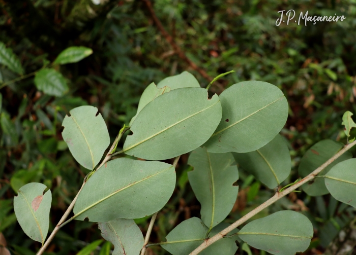 Erythroxylum argentinum