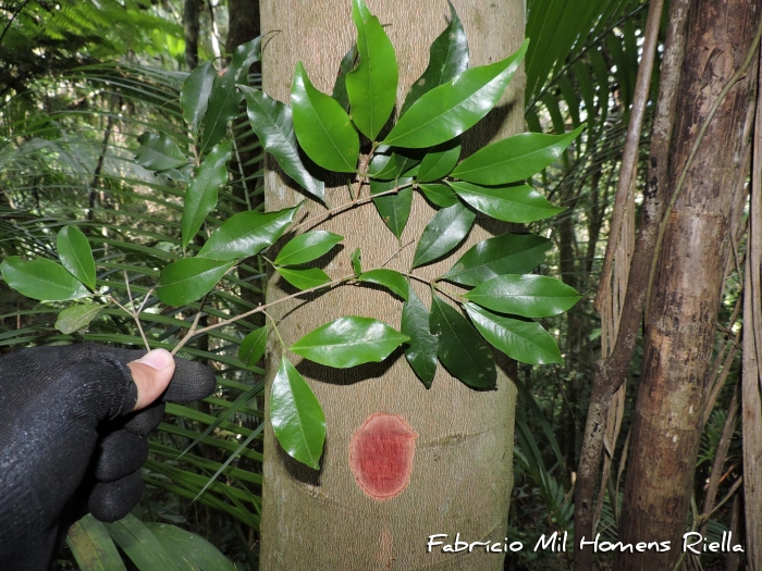 Myrcia tijucensis