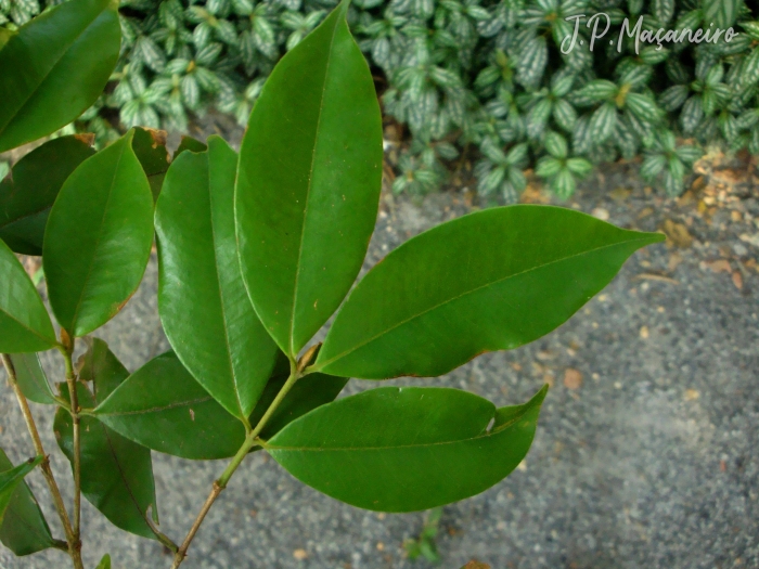 Myrcia tijucensis