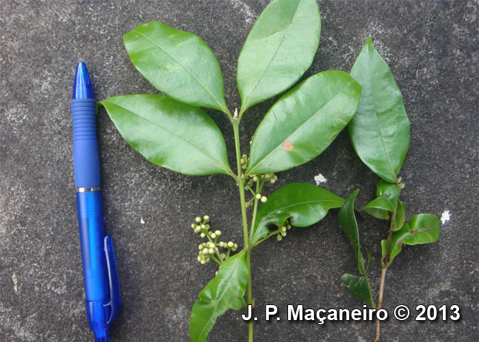 Myrcia tijucensis