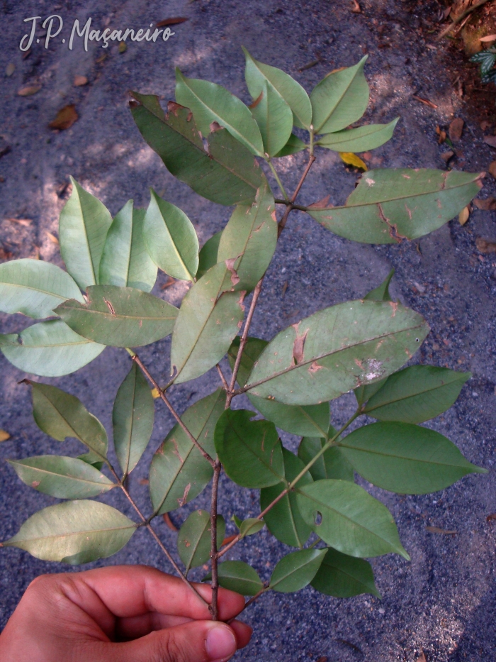 Myrcia tijucensis