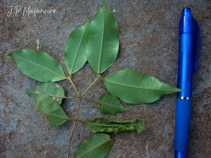 Myrcia tijucensis