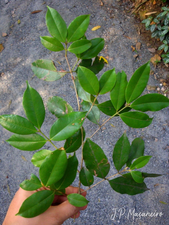 Myrcia tijucensis