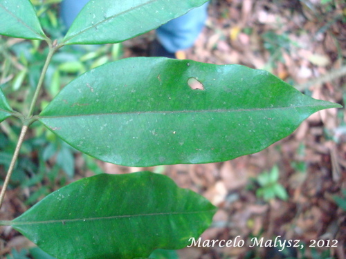 Myrcia tijucensis