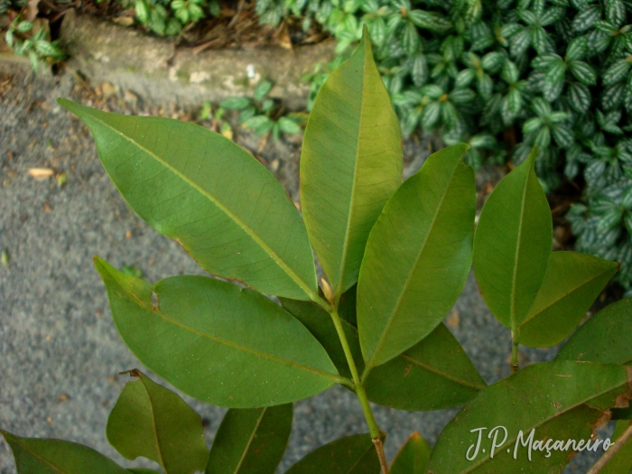 Myrcia tijucensis