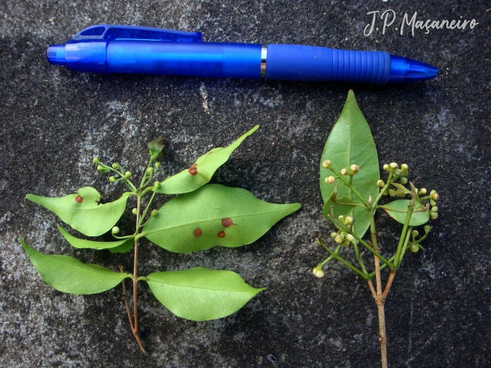 Myrcia tijucensis