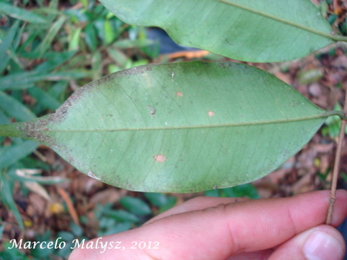 Myrcia tijucensis