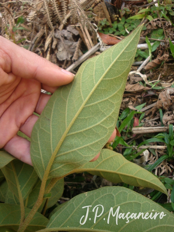 Solanum rufescens