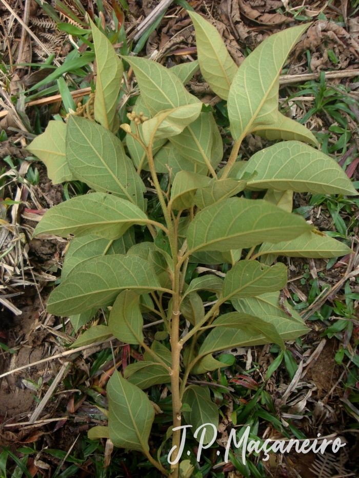Solanum rufescens