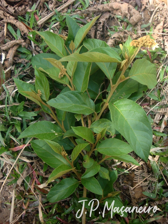 Solanum rufescens