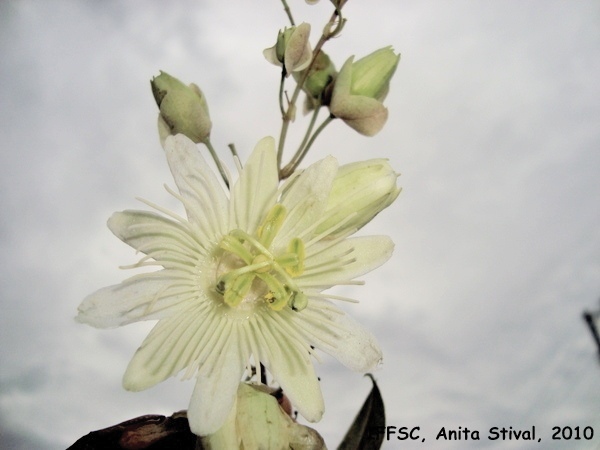 Passiflora jilekii