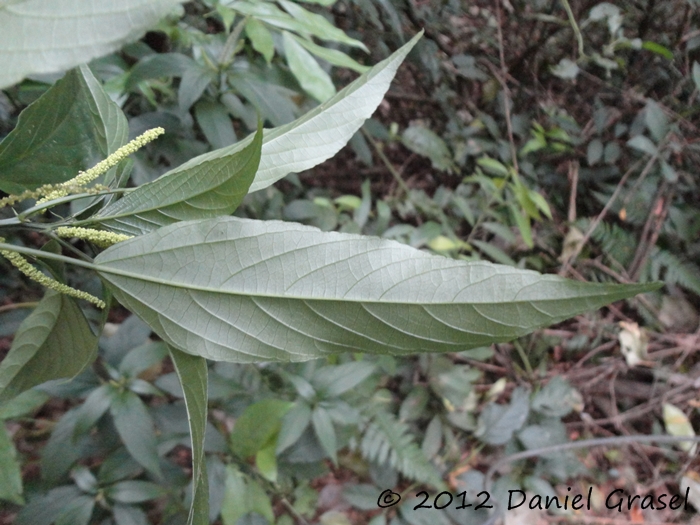 Acalypha gracilis