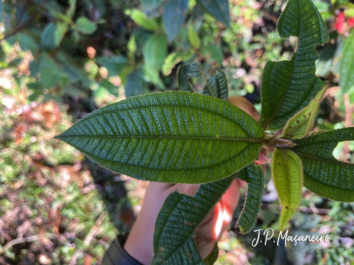 Leandra melastomoides