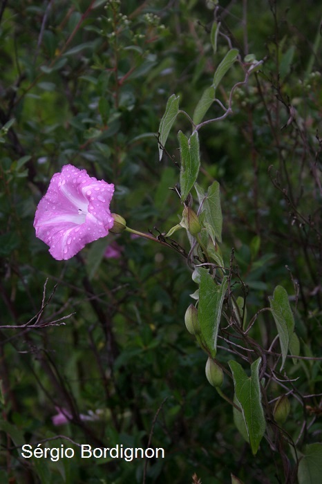 Calystegia sepium