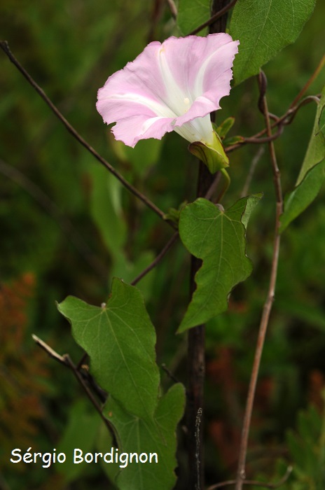 Calystegia sepium