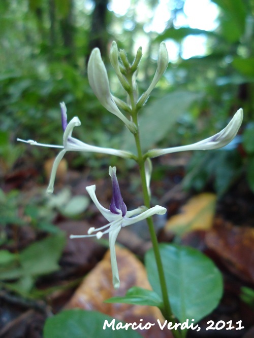 Pseuderanthemum riedelianum