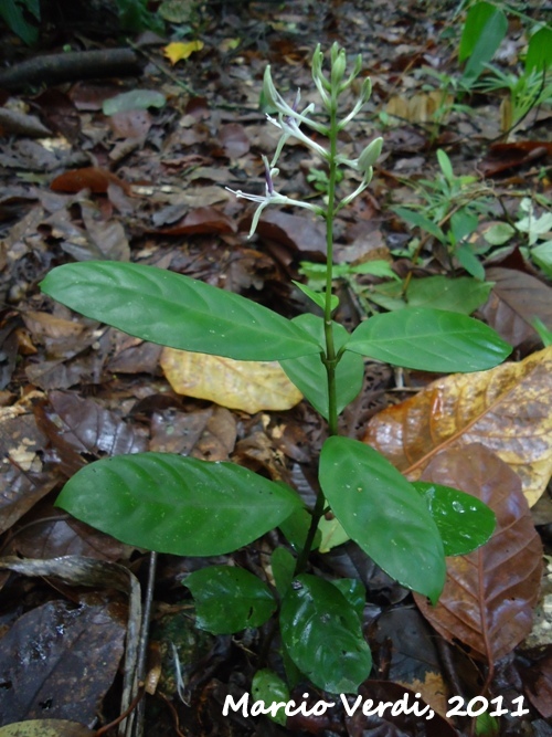 Pseuderanthemum riedelianum