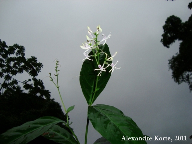 Pseuderanthemum riedelianum