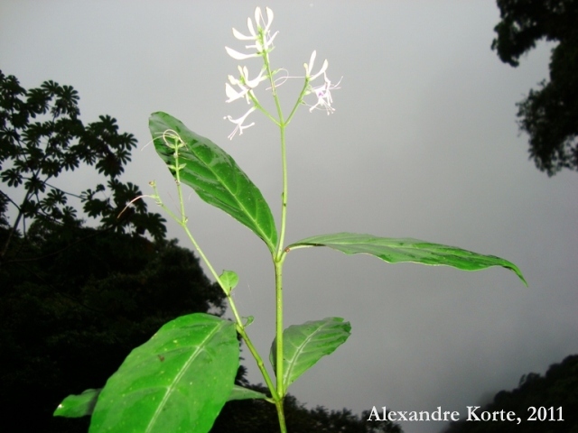 Pseuderanthemum riedelianum