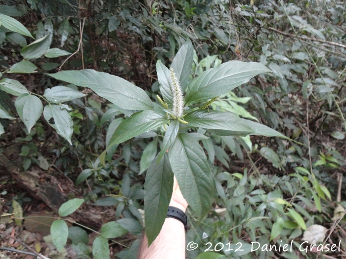 Acalypha gracilis