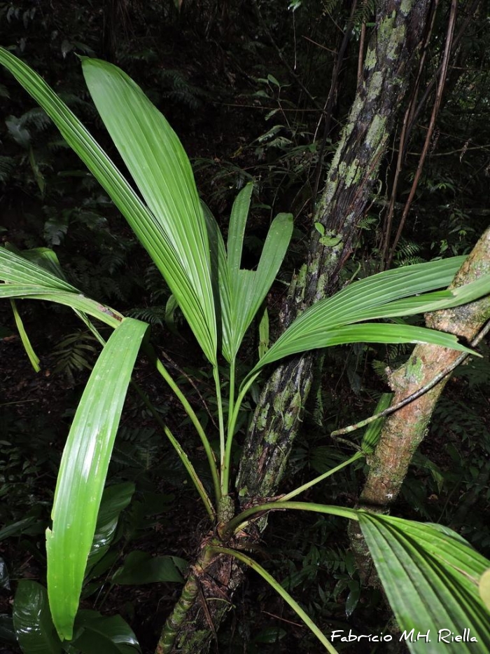 Asplundia polymera
