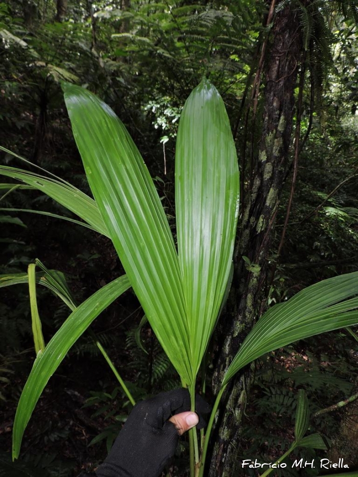 Asplundia polymera
