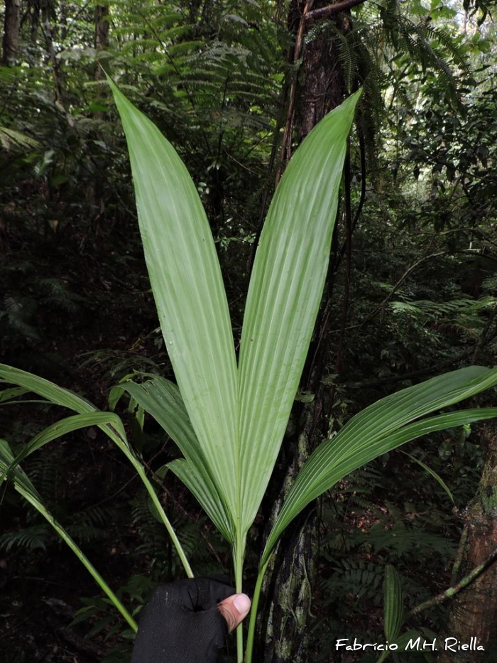 Asplundia polymera