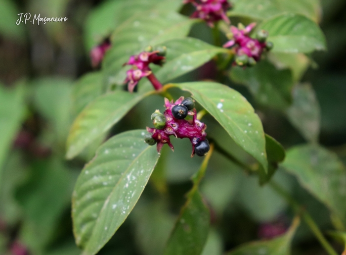 Psychotria officinalis