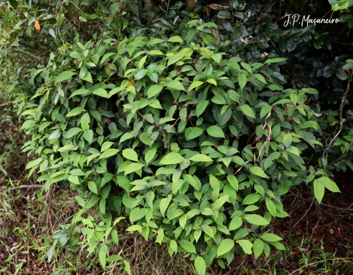 Psychotria officinalis