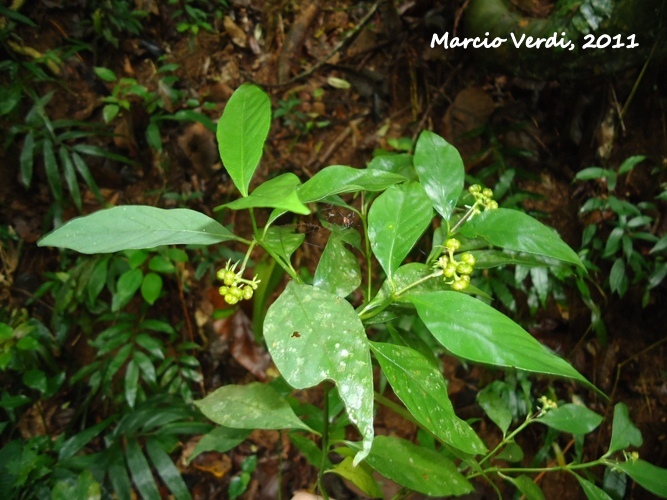 Psychotria officinalis