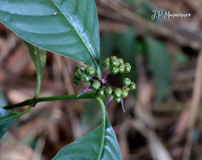 Psychotria officinalis