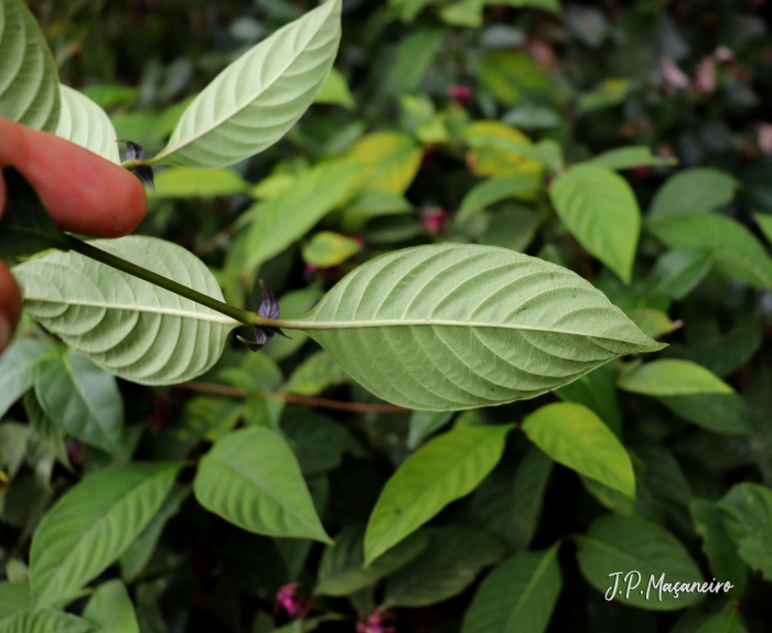 Psychotria officinalis