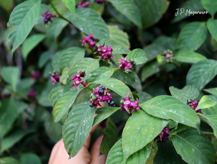 Psychotria officinalis