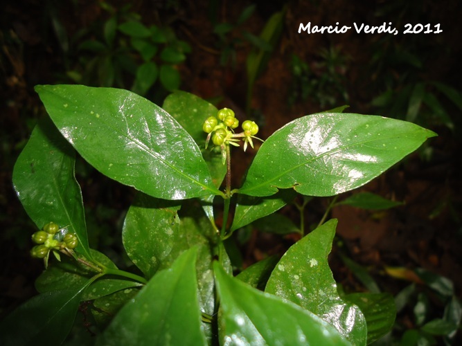 Psychotria officinalis