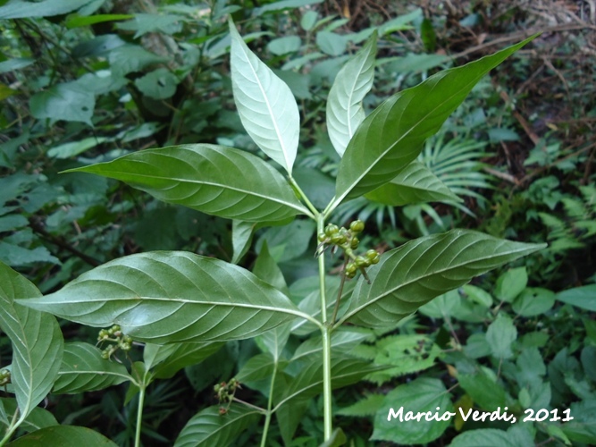 Psychotria officinalis