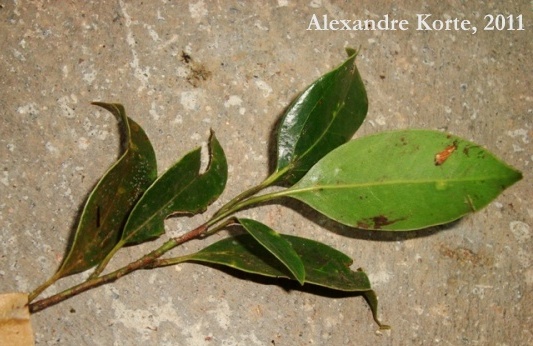 Cinnamomum hatschbachii