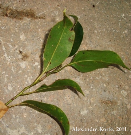 Cinnamomum hatschbachii
